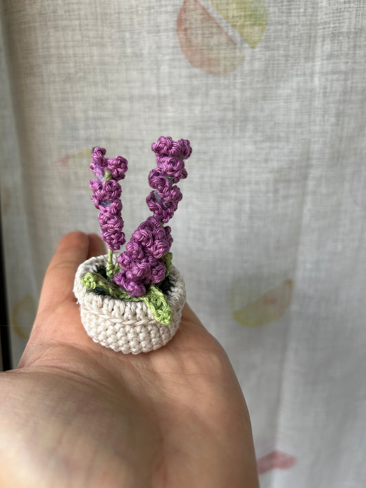 Mini lavanda